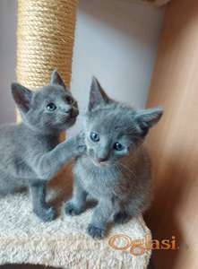 Prelepi Ruski Plavi mačići, WCF