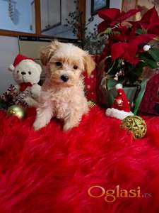 Maltipu aprikot mužjak