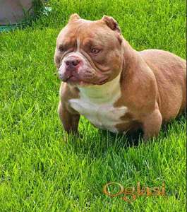 American Bully pocket i egzotic u lilac i coko boji