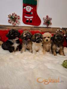 Maltipu štenci unikatni