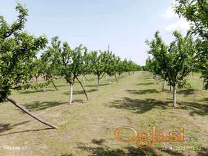 Vizić Vinograd, bašta i šuma 8239m2 HITNO!