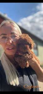 Stenci toy i mini pudle vrhunske genetike