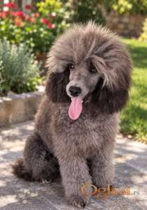 Silver Poodle/Francuska Pudla.musko stene