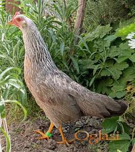 Alke, prstenje za obeležavanje živine, pojilice