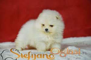 Pomeranac BOO prelepi štenci