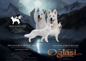 Beli švajcarski ovčar štenci