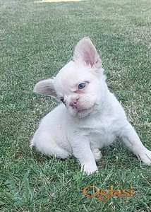 Francuski buldog štenci dugodlaki