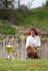 Crveni toy mužjak dostupan za parenje