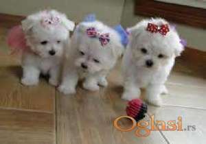 Pudla