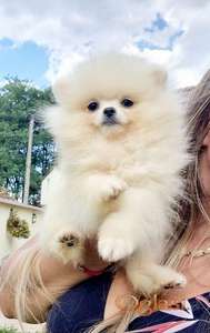 Pomeranac BOO