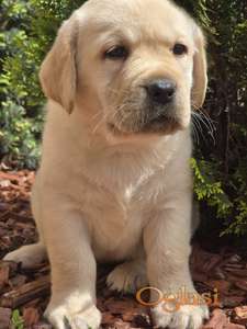 Labrador retriver štenci