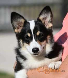 Velški korgi/Welsh Corgi Pembroke