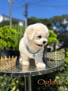 Bichon Frise štenci