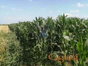 ***Plac Rumenka 5746m2***