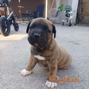 Presa Canario