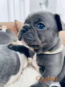 Plavi i merle egzoticni francuski buldozi