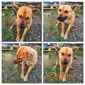 Tražim odgovornu i punu ljubavi porodicu za udomljavanje psa