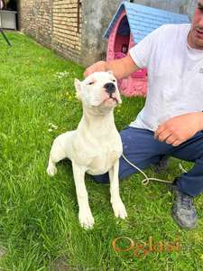 Zenkica Dogo Argentino