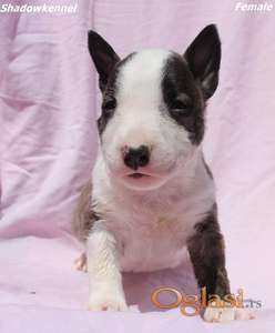 Mini Bull Terijer štenci