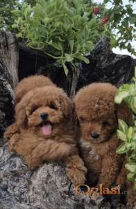 Pudle i maltipoo, prelepi štenci