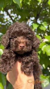 Toy Poodle Brown muzjak