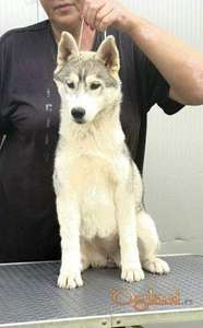 Sibirski Haski žensko štene