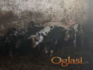 Prodajem prasiće