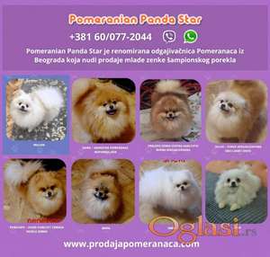 Pomeranac psi na prodaju