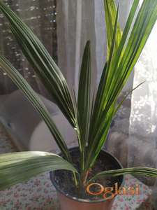 Urma palma 3 godine starosti