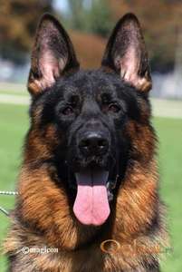 Nemački Ovčari  ženska štenad