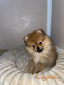 Pomeranian BOO