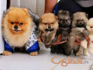 Najlepsi Pomeranci Boo samo u Pom_Hash_Starsu