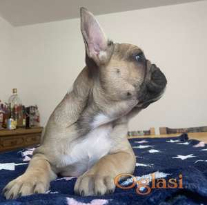 Francuski buldog štenci