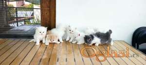 Prodajem persijske macice