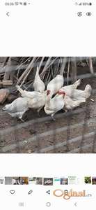 Jaja za nasad od leghorna