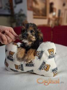 Jorki-čivava mužjak