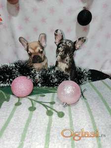 Francuski buldog –  četiri muška šteneta I jedna ženkica.