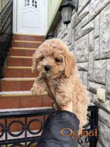 Maltipoo vrhunske genetike