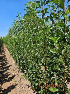 Sadnice voća – Kvalitetne sadnice iz Rasadnika Antić