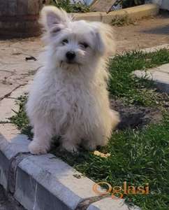 Maltipoo pudla