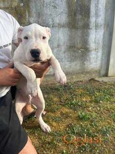 Stenci Dogo Argentino