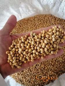 !!! Semenska SOJA RUBIN