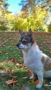 ČUVANJE PASA I MAČAKA – NOVI SAD, DETELINARA 🐾