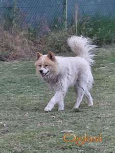 Poklon - Mešanac akita inu i samojeda, star 2 god