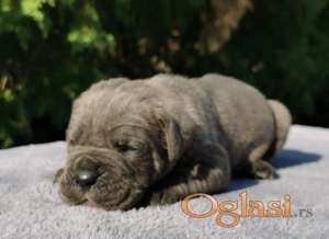 Cane Corso Kane Korso NOVO LEGLO