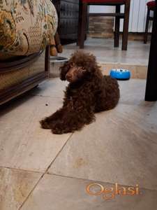 Braon toy pudla mužjak