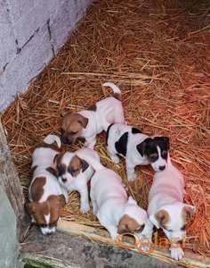 Jack Russell / Džek Rasel štenci - POVOLJNO