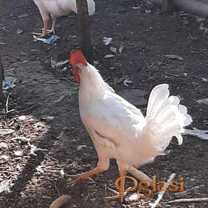 Petlovi leghorn mladi.