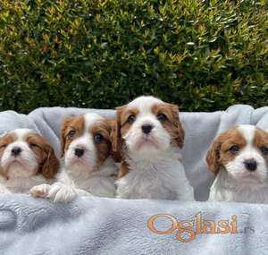 Prekrasni štenci Cavalier King Charles Spaniela