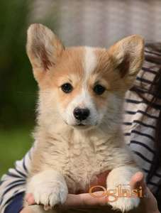 Velški korgi/Welsh Corgi Pembroke